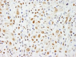 NIF1 Antibody, Novus Biologicals 0.1mL; Unlabeled:Antibodies, Polyclonal
